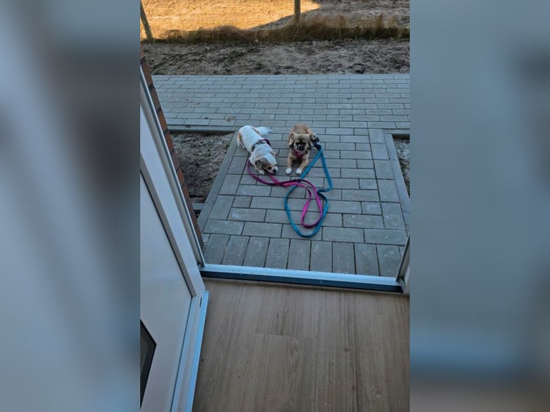 kinderliebe Chihuahua-Malteser-Mix-Schwestern