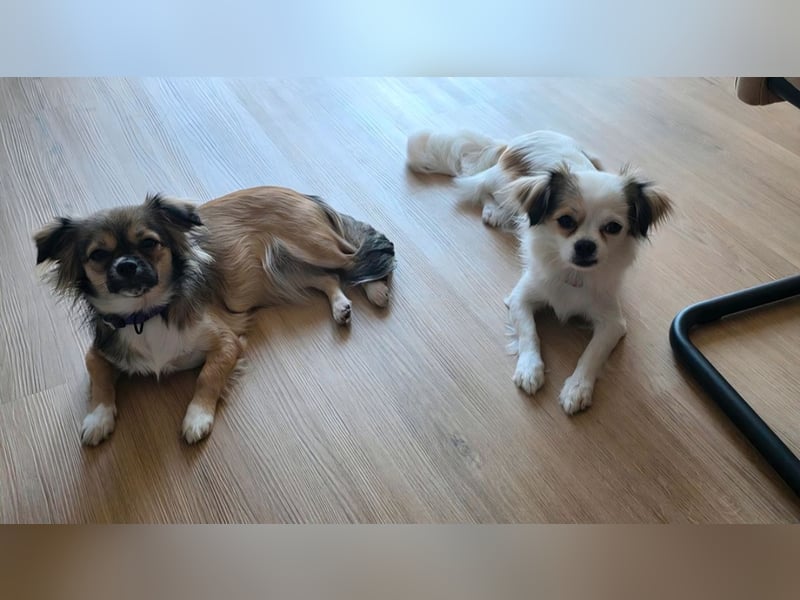 kinderliebe Chihuahua-Malteser-Mix-Schwestern