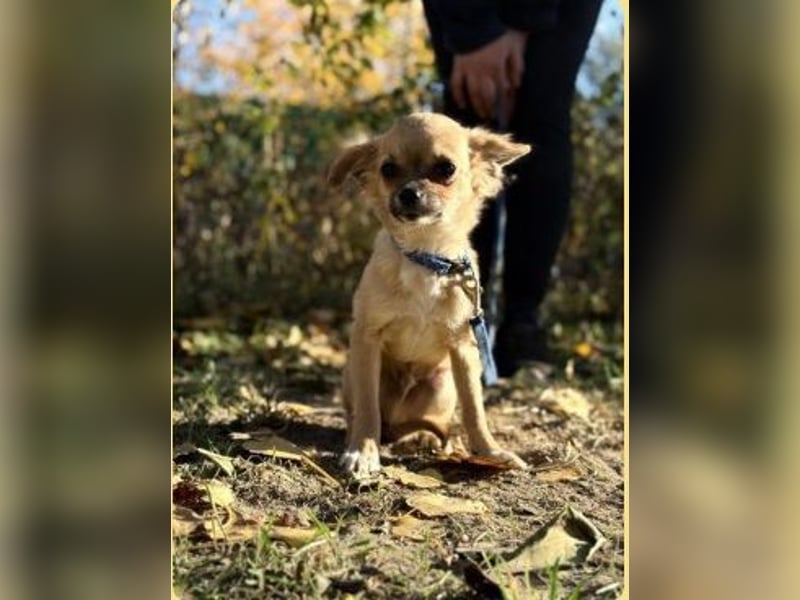 Kendrix KK - Kleiner Rüde sucht großes Glück