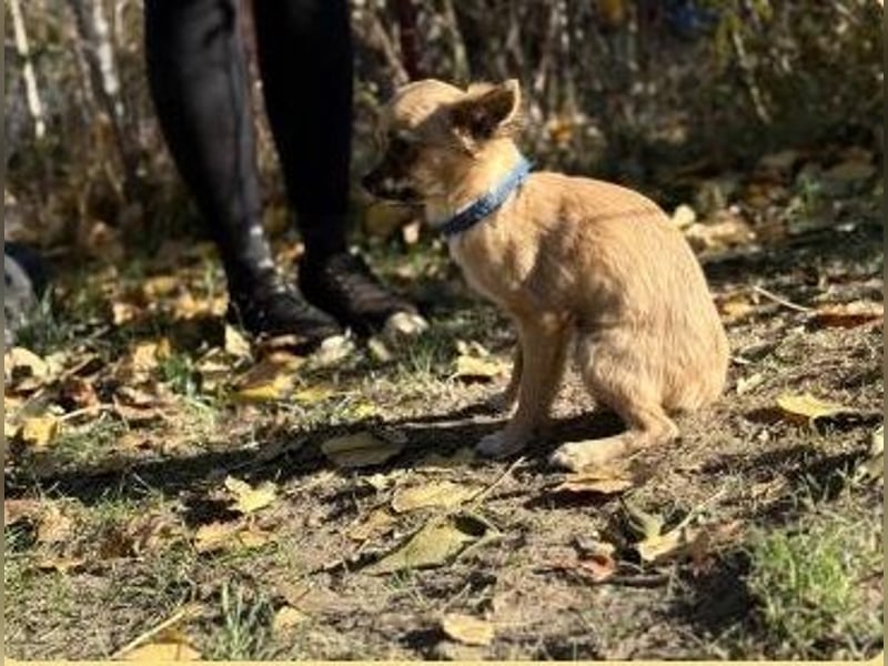 Kendrix KK - Kleiner Rüde sucht großes Glück