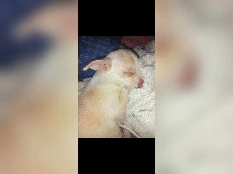 Brutus 9 Monate, Chihuahua Mix