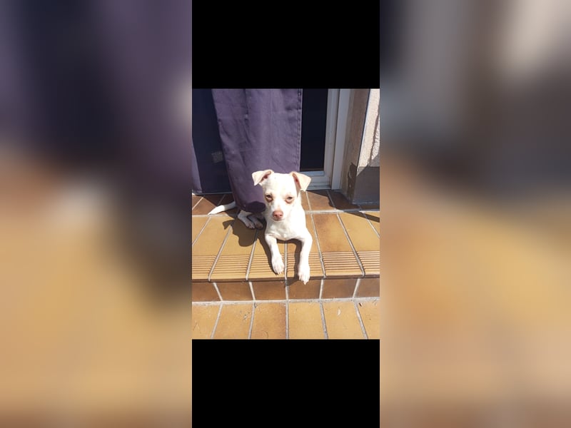 Brutus 9 Monate, Chihuahua Mix