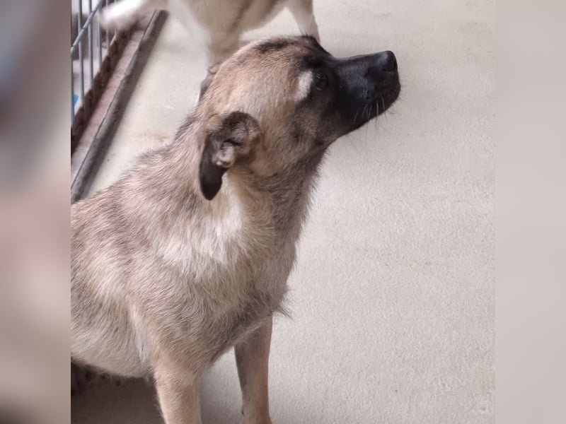 Mochi wurde ausgesetzt