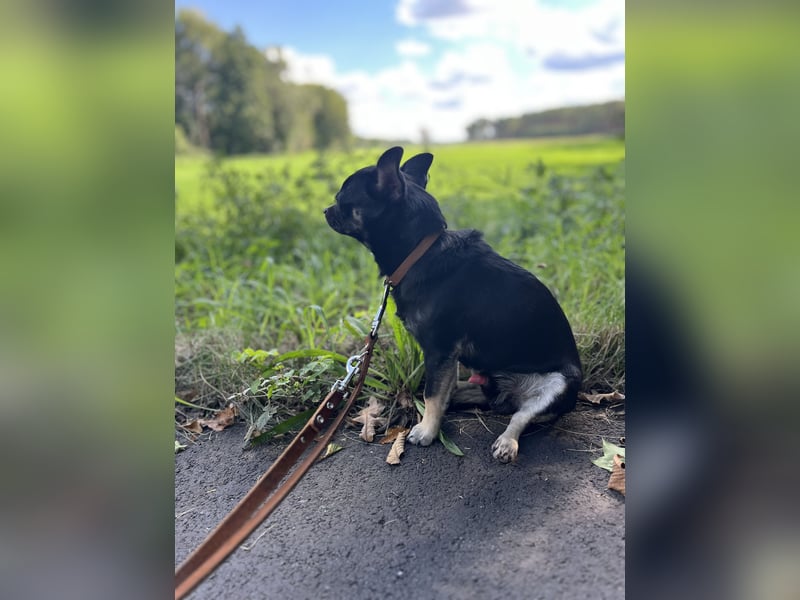 Charmanter Chihuahua-Deckrüde sucht Damenbekanntschaften ✨