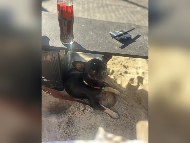 Charmanter Chihuahua-Deckrüde sucht Damenbekanntschaften ✨