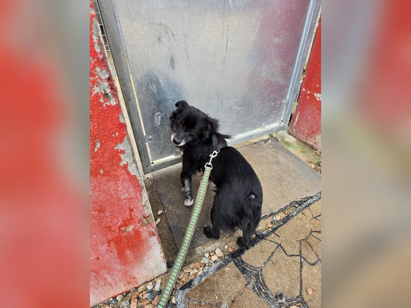 Mimmo: kleiner Zwerg sucht Kuschelplatz