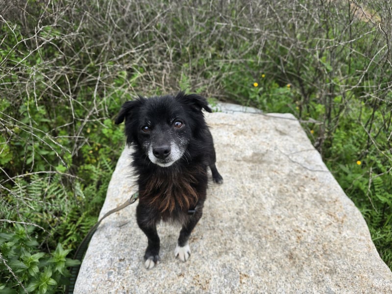 Mimmo: kleiner Zwerg sucht Kuschelplatz