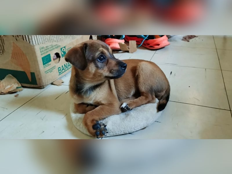 Kleiner Chihuahua Chili
