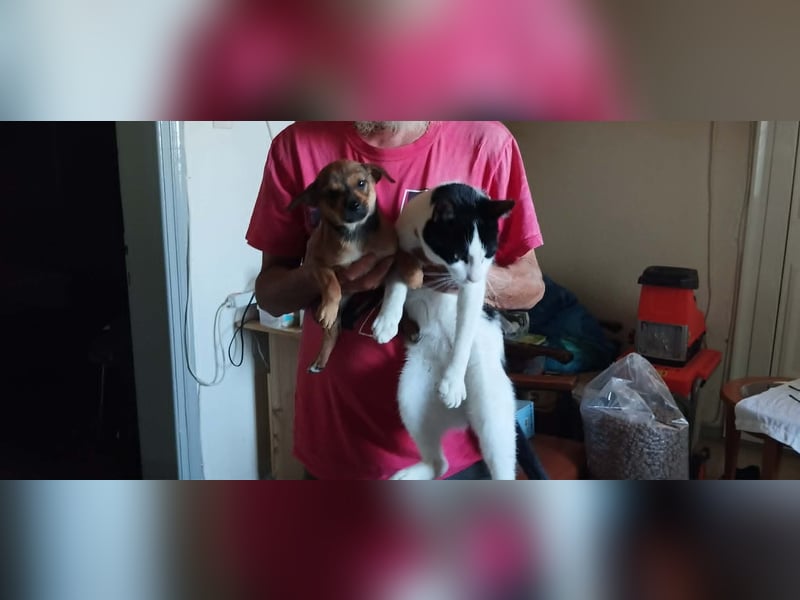 Kleiner Chihuahua Chili
