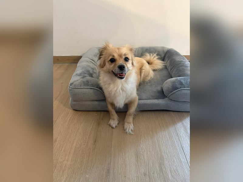 Sonnenschein Kira sucht perfektes Zuhause