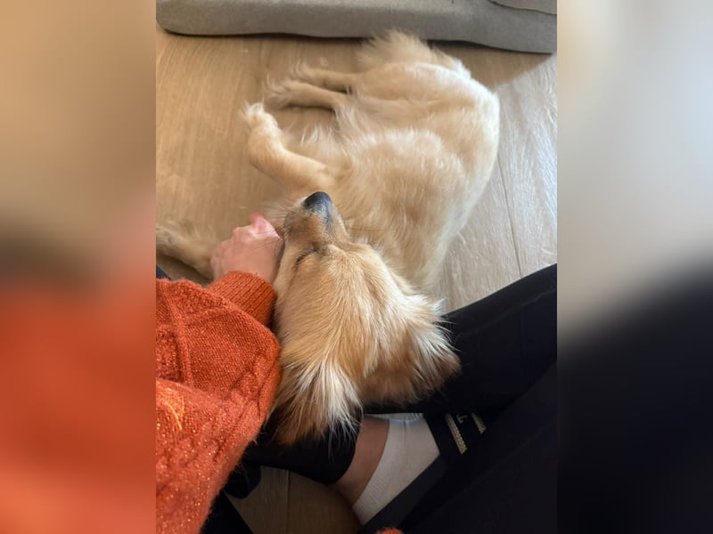 Sonnenschein Kira sucht perfektes Zuhause