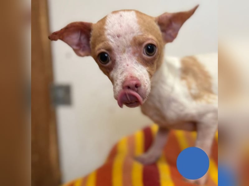 Welpe REX - ich bin sooooo gespannt, was mich in meinem neuen Leben Tolles erwartet!