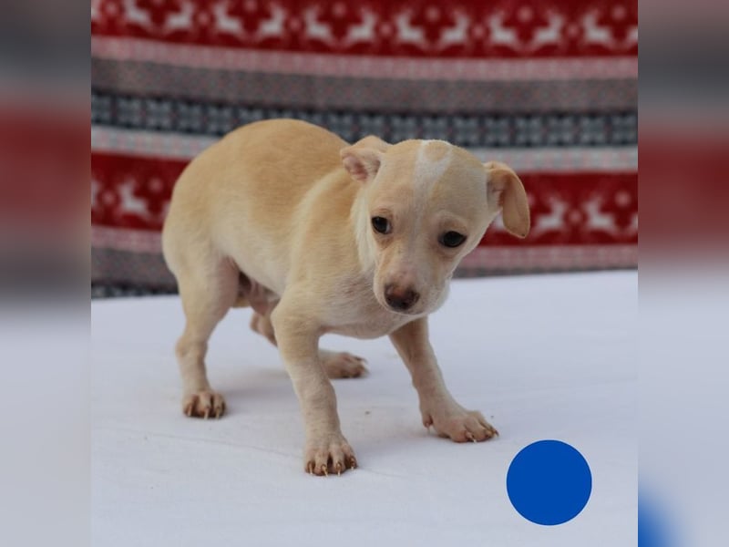 Welpe MAX - der kleine Chihuahua-Mann freut sich auf tolle Abenteuer mit seiner Familie