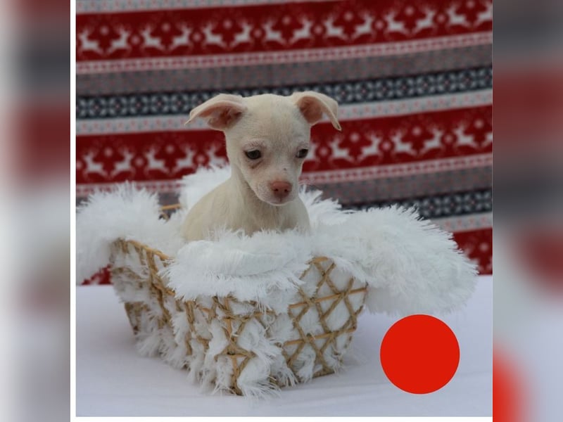 Welpe JOYCE - die kleine Maus freut sich auf ein tolles Leben bei ihrer Familie!