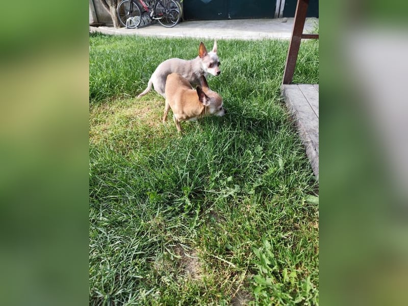 ROCKY und RONY - die beiden kleinen Mäuse suchen gemeinsam ein liebevolles Für-Immer Zuhause