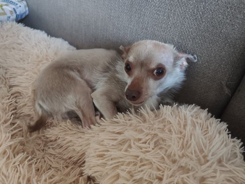 ROCKY und RONY - die beiden kleinen Mäuse suchen gemeinsam ein liebevolles Für-Immer Zuhause