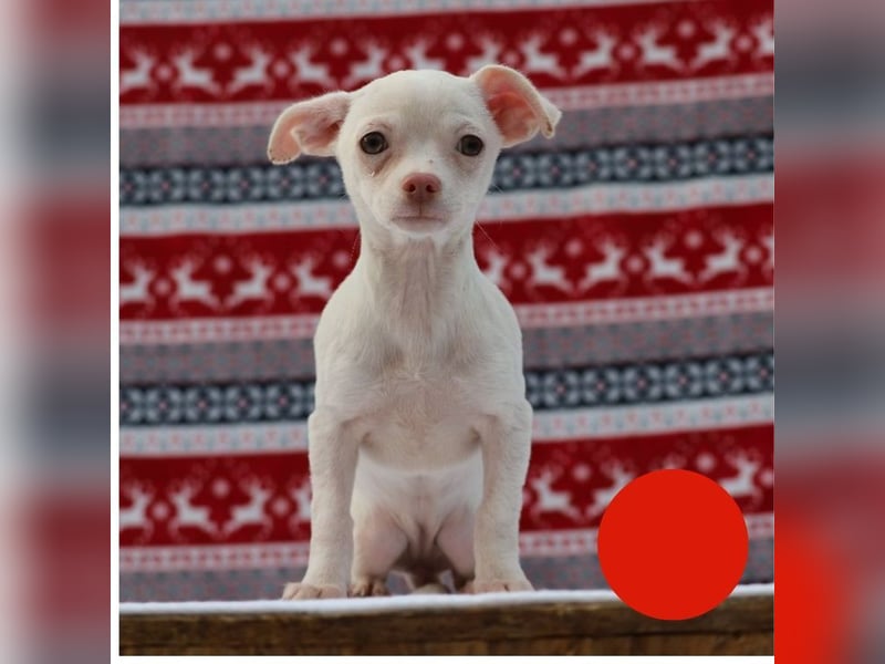 Welpe JOYCE - die kleine Maus freut sich auf ein tolles Leben bei ihrer Familie!