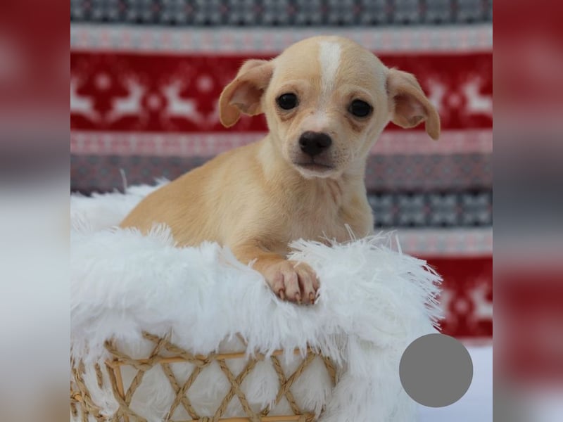 Welpe NUGGET - ich bin gespannt, was das Leben Tolles für mich bereithält!