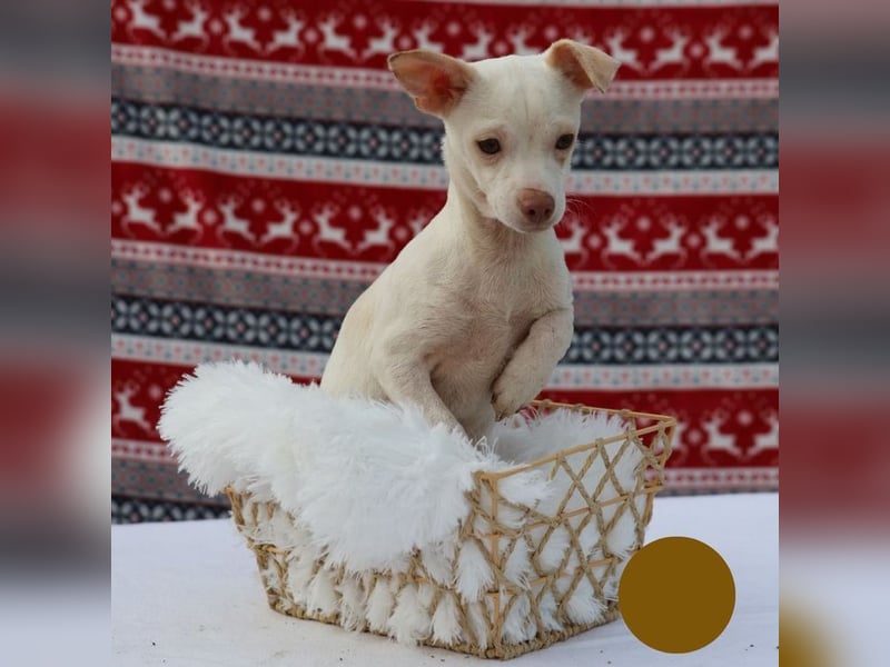 LOUI - wer schenkt dem zurückhaltenden kleinen Mann ein liebevolles, artgerechtes Zuhause?