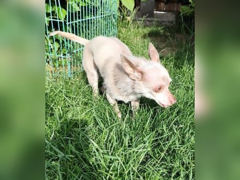 ROCKY und RONY - die beiden kleinen Mäuse suchen gemeinsam ein liebevolles Für-Immer Zuhause
