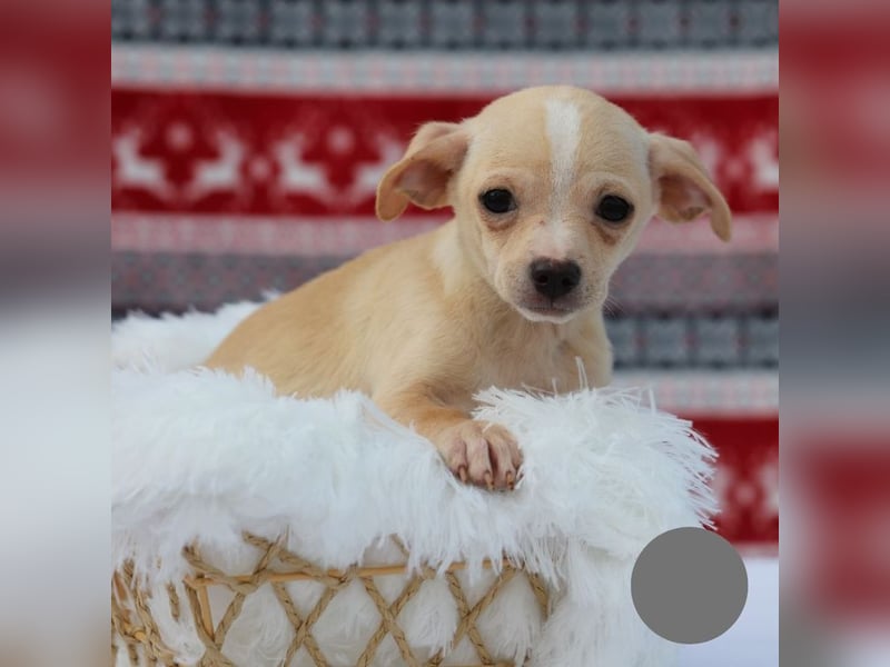 Welpe NUGGET - ich bin gespannt, was das Leben Tolles für mich bereithält!