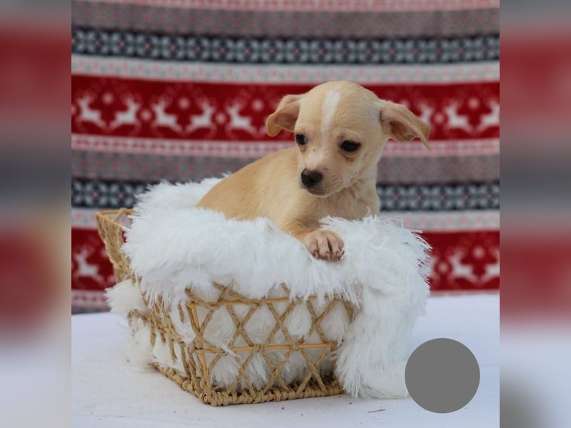 Welpe NUGGET - ich bin gespannt, was das Leben Tolles für mich bereithält!