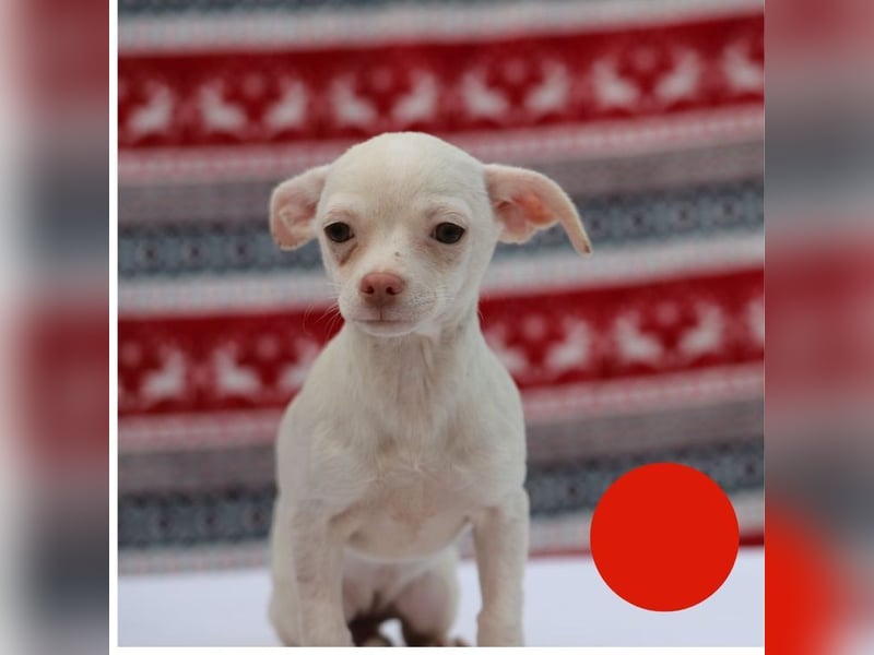 Welpe JOYCE - die kleine Maus freut sich auf ein tolles Leben bei ihrer Familie!