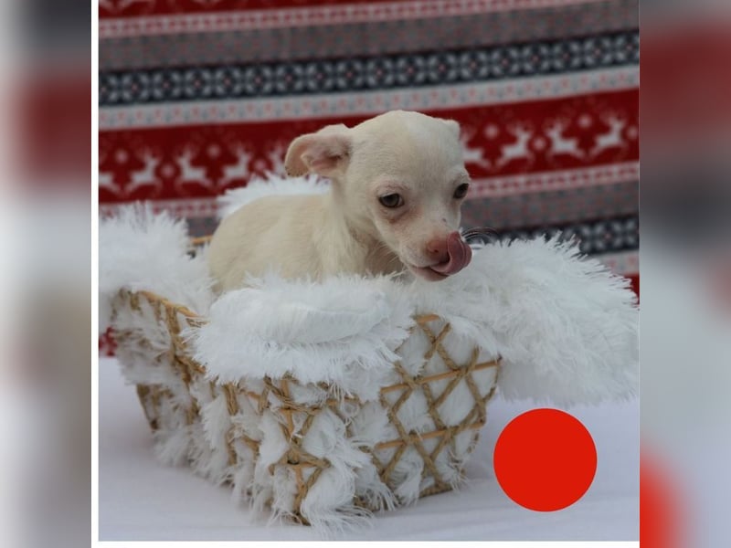 Welpe JOYCE - die kleine Maus freut sich auf ein tolles Leben bei ihrer Familie!