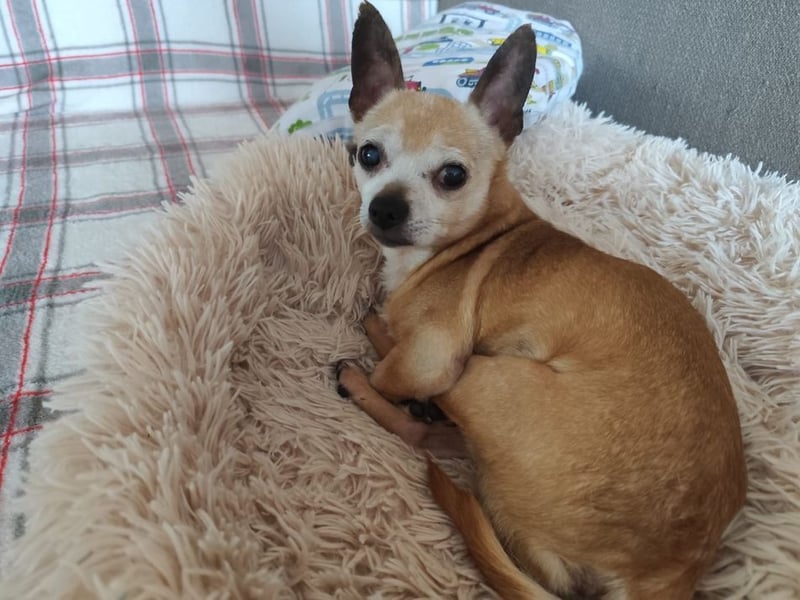 ROCKY und RONY - die beiden kleinen Mäuse suchen gemeinsam ein liebevolles Für-Immer Zuhause