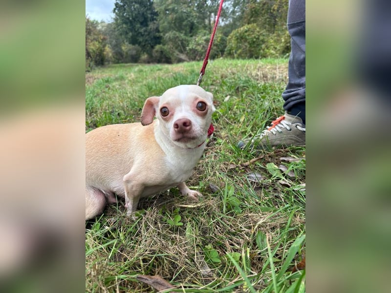 PIXIE -  ich bin gespannt was das Leben Tolles für mich bereithält...