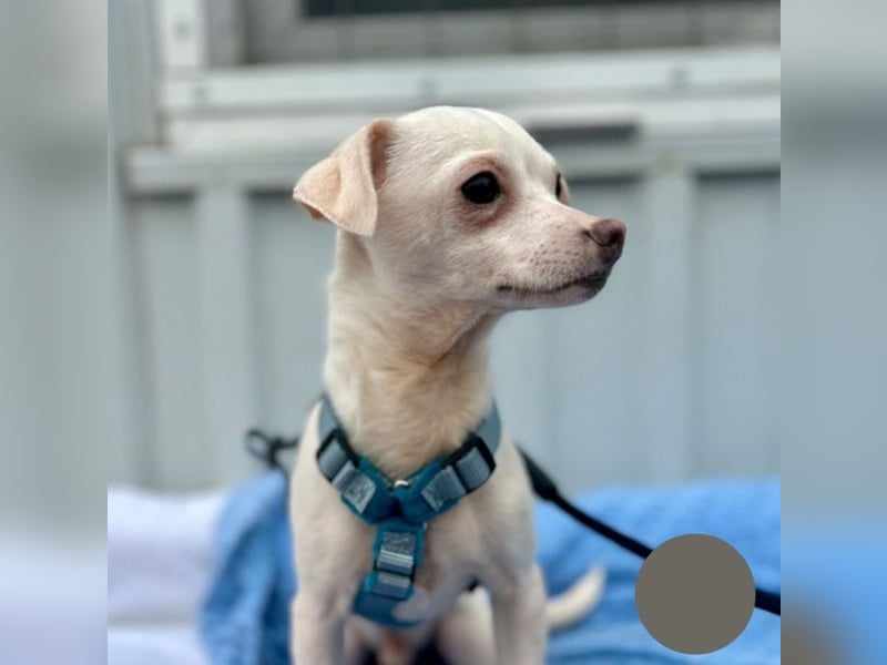 Welpe SMOOTHIE - ich bin soooo gespannt was mich in meinem neuen Leben alles erwartet...