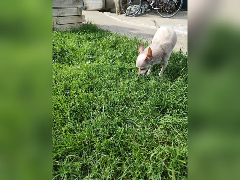 ROCKY und RONY - die beiden kleinen Mäuse suchen gemeinsam ein liebevolles Für-Immer Zuhause