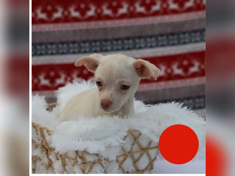 Welpe JOYCE - die kleine Maus freut sich auf ein tolles Leben bei ihrer Familie!