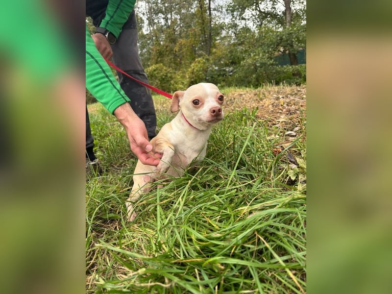 PIXIE -  ich bin gespannt was das Leben Tolles für mich bereithält...