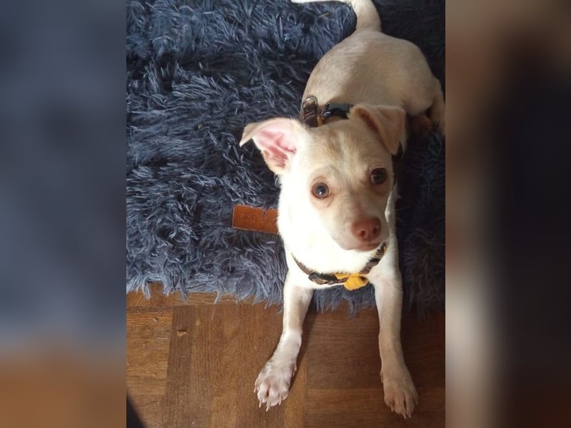 BRUTUS - der kleine Herzensbrecher sucht ein ruhiges Für-immer Zuhause!