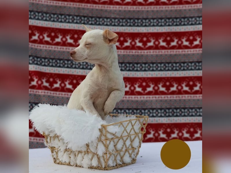 LOUI - wer schenkt dem zurückhaltenden kleinen Mann ein liebevolles, artgerechtes Zuhause?