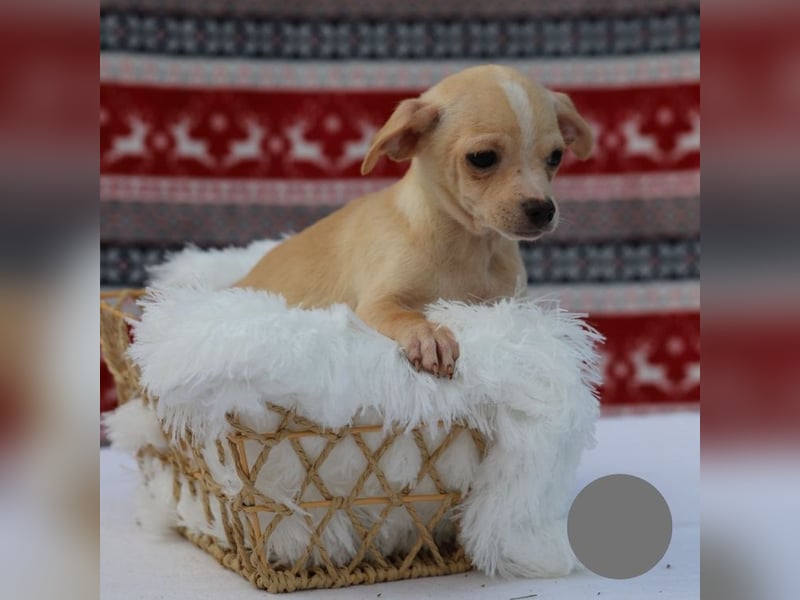 Welpe NUGGET - ich bin gespannt, was das Leben Tolles für mich bereithält!