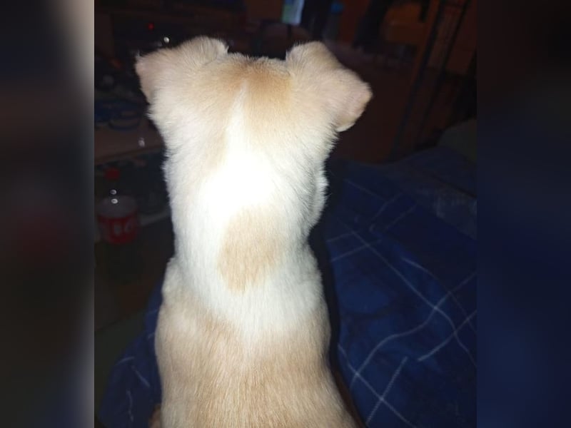 BRUTUS - der kleine Herzensbrecher sucht ein ruhiges Für-immer Zuhause!