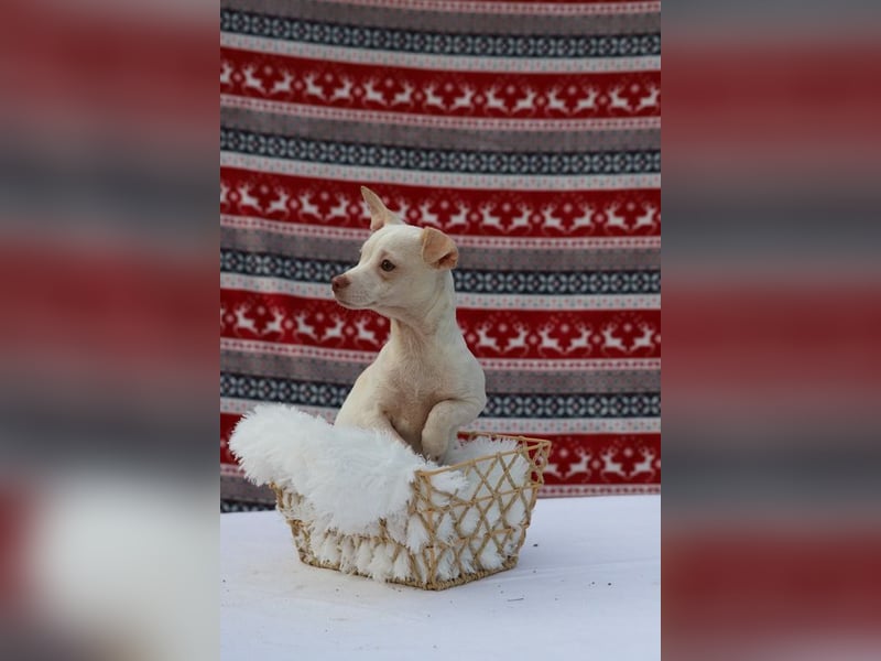 LOUI - wer schenkt dem zurückhaltenden kleinen Mann ein liebevolles, artgerechtes Zuhause?