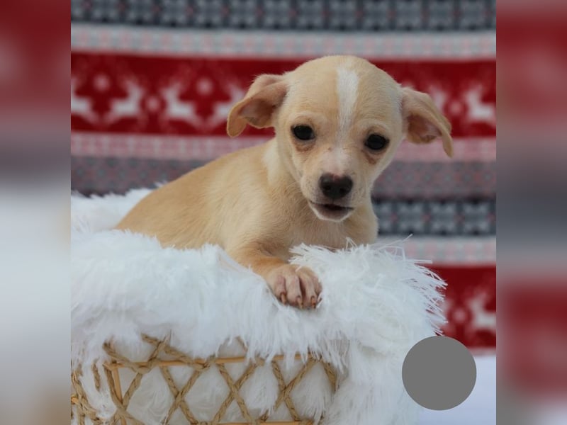 Welpe NUGGET - ich bin gespannt, was das Leben Tolles für mich bereithält!