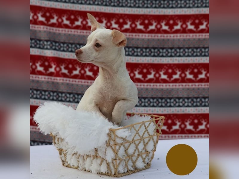 LOUI - wer schenkt dem zurückhaltenden kleinen Mann ein liebevolles, artgerechtes Zuhause?