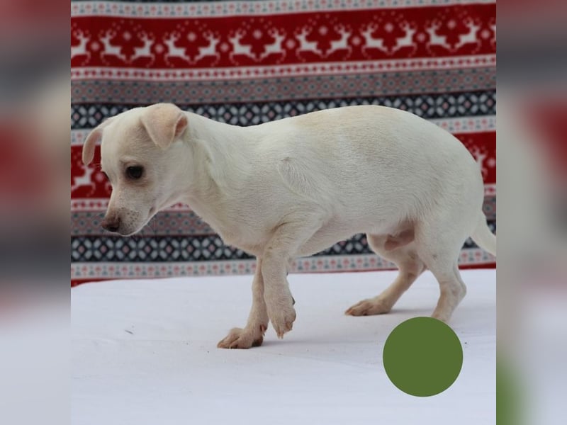 Welpe SPIKE - wer zeigt dem kleinen Männlein, wie schön ein Hundeleben sein kann?