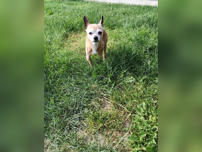 ROCKY und RONY - die beiden kleinen Mäuse suchen gemeinsam ein liebevolles Für-Immer Zuhause
