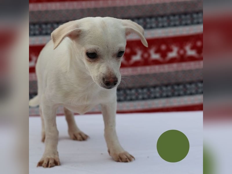 Welpe SPIKE - wer zeigt dem kleinen Männlein, wie schön ein Hundeleben sein kann?