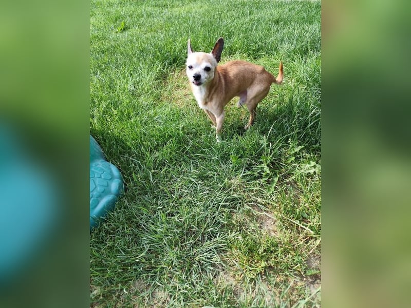 ROCKY und RONY - die beiden kleinen Mäuse suchen gemeinsam ein liebevolles Für-Immer Zuhause