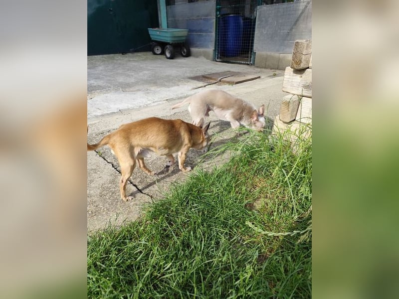 ROCKY und RONY - die beiden kleinen Mäuse suchen gemeinsam ein liebevolles Für-Immer Zuhause