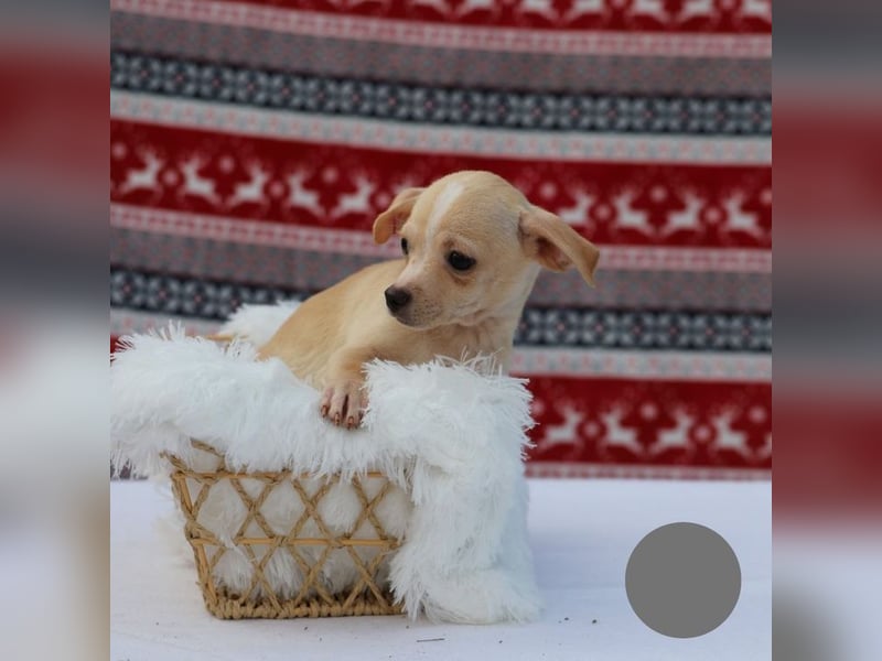 Welpe NUGGET - ich bin gespannt, was das Leben Tolles für mich bereithält!