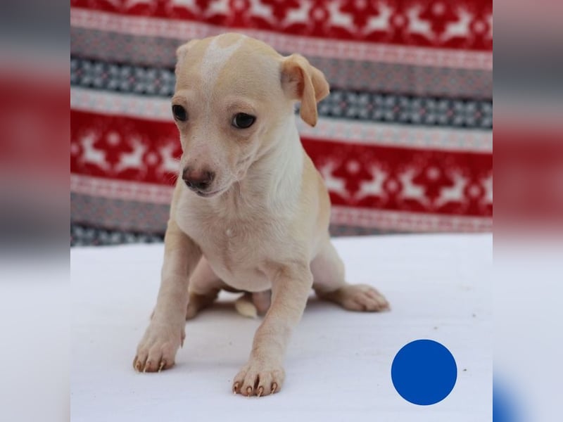 Welpe MAX - der kleine Chihuahua-Mann freut sich auf tolle Abenteuer mit seiner Familie