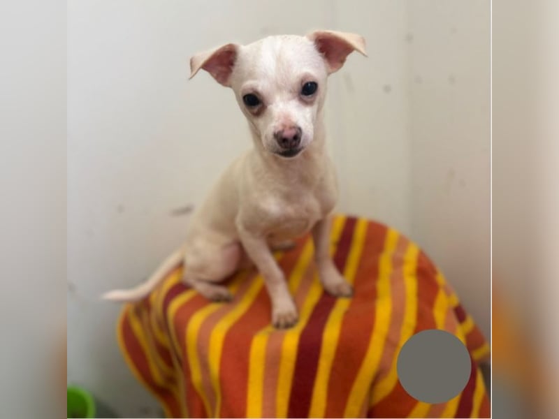 Welpe SMOOTHIE - ich bin soooo gespannt was mich in meinem neuen Leben alles erwartet...