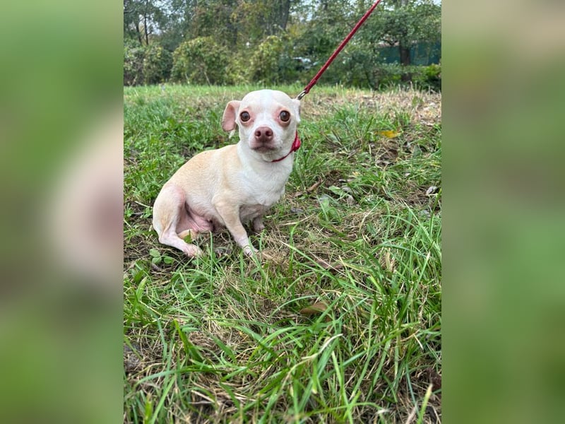 PIXIE -  ich bin gespannt was das Leben Tolles für mich bereithält...